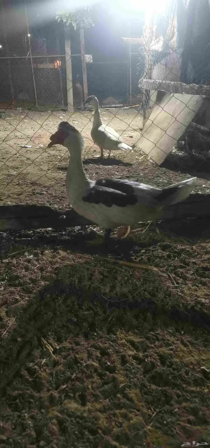 ذكر بط للبيع 0