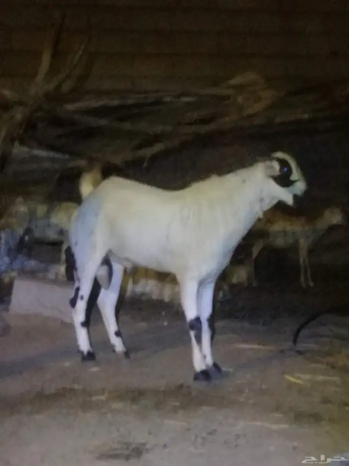 تم البيع الله يبارك لراعيه تيس بيشي فحل عمره تسعه شهور 1