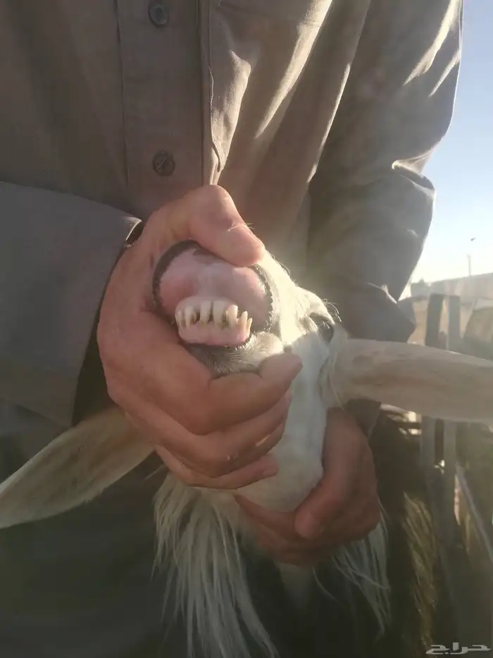 جذعه نجديه للبيع 6