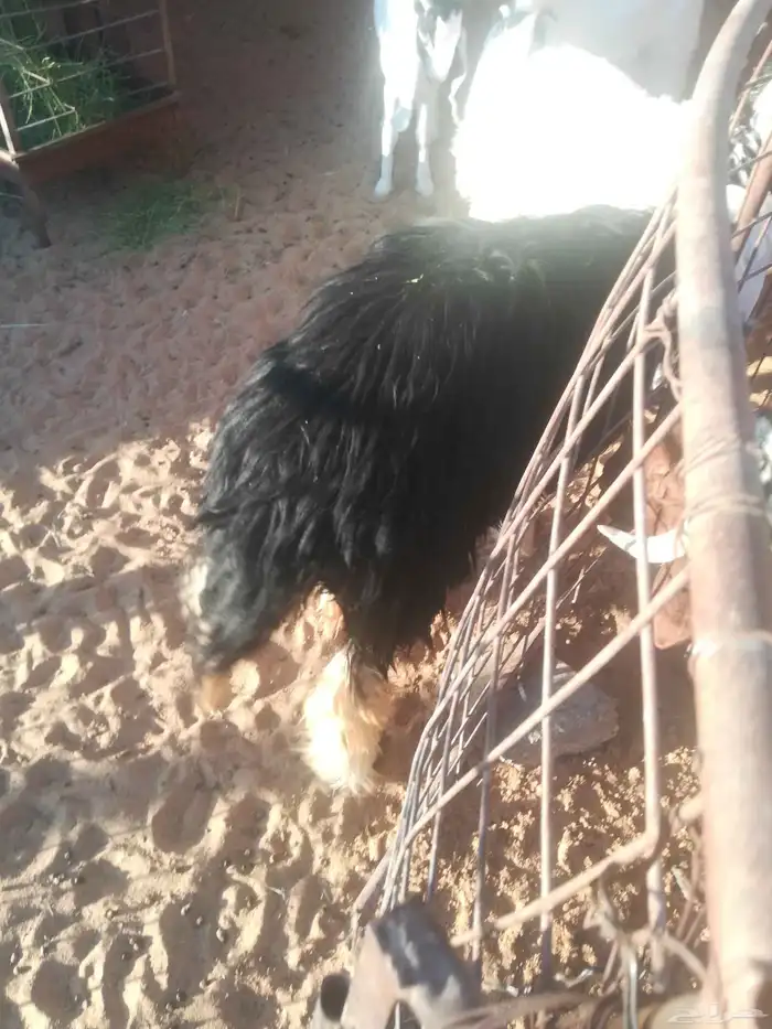 جذعه نجديه للبيع 3