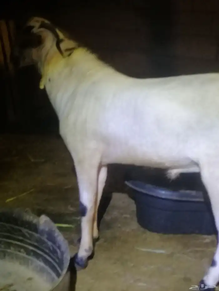 تم البيع الله يبارك لراعيه تيس بيشي فحل عمره تسعه شهور 5