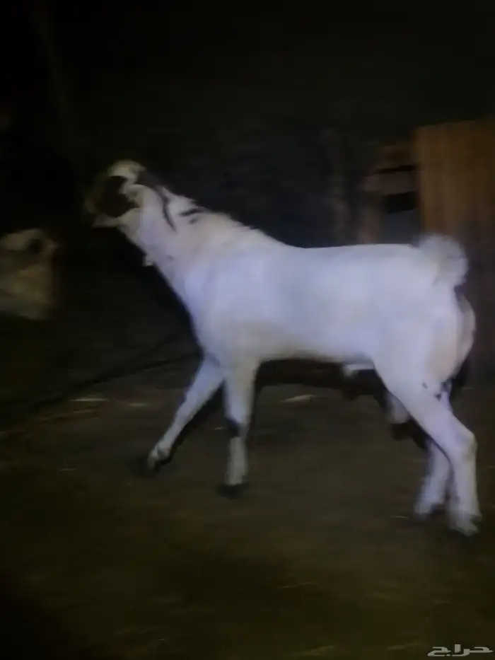 تم البيع الله يبارك لراعيه تيس بيشي فحل عمره تسعه شهور 7