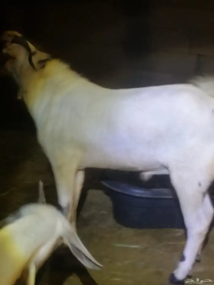 تم البيع الله يبارك لراعيه تيس بيشي فحل عمره تسعه شهور 6