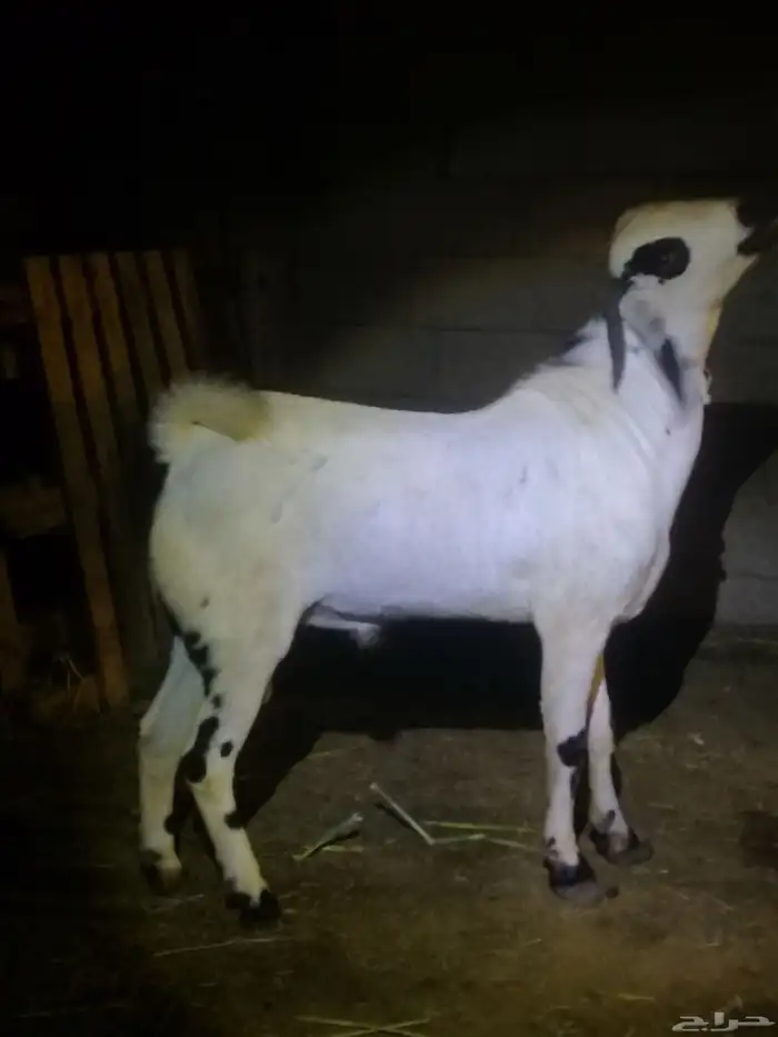 تم البيع الله يبارك لراعيه تيس بيشي فحل عمره تسعه شهور 2