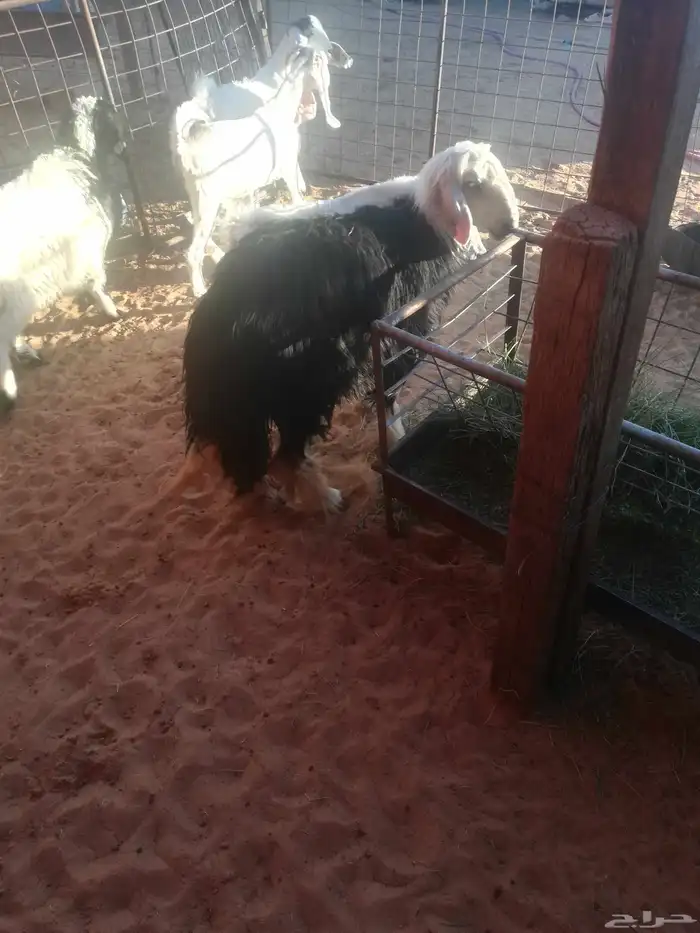 جذعه نجديه للبيع 0