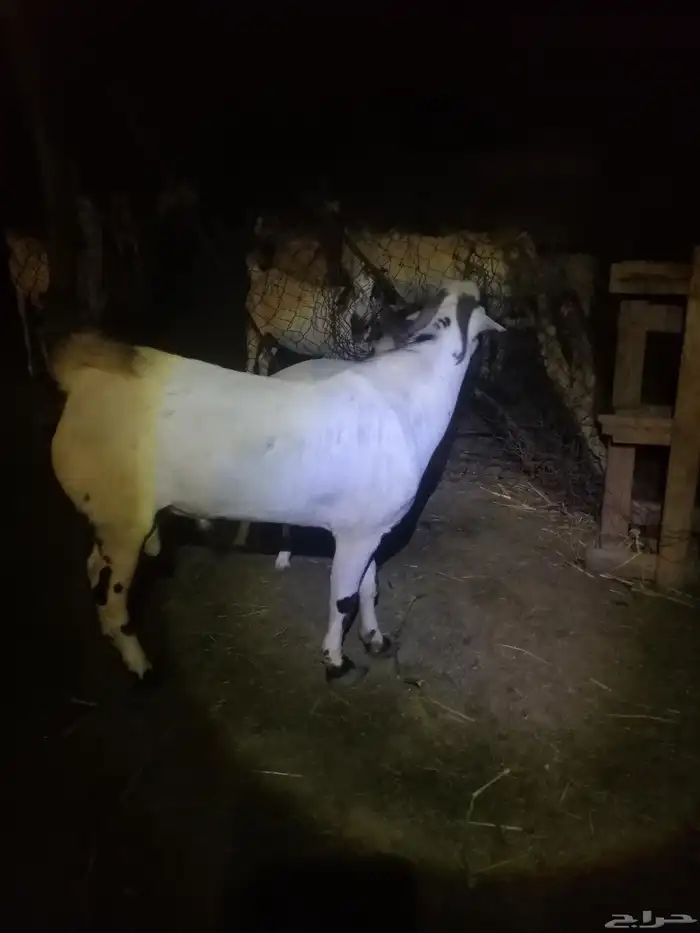 تم البيع الله يبارك لراعيه تيس بيشي فحل عمره تسعه شهور 3