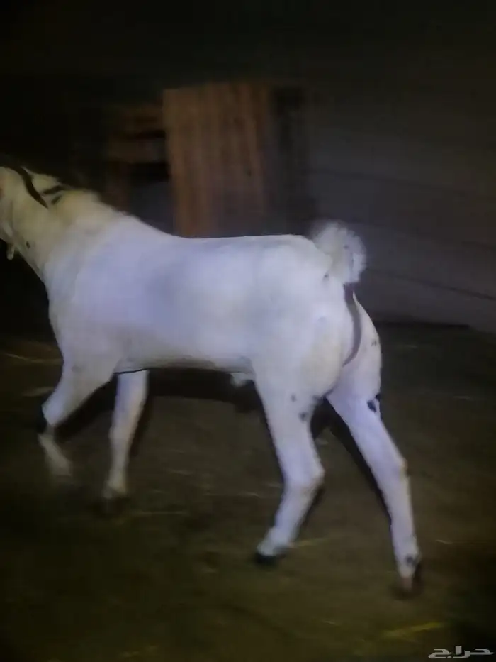 تم البيع الله يبارك لراعيه تيس بيشي فحل عمره تسعه شهور 9