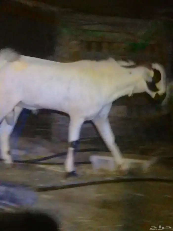 تم البيع الله يبارك لراعيه تيس بيشي فحل عمره تسعه شهور 0