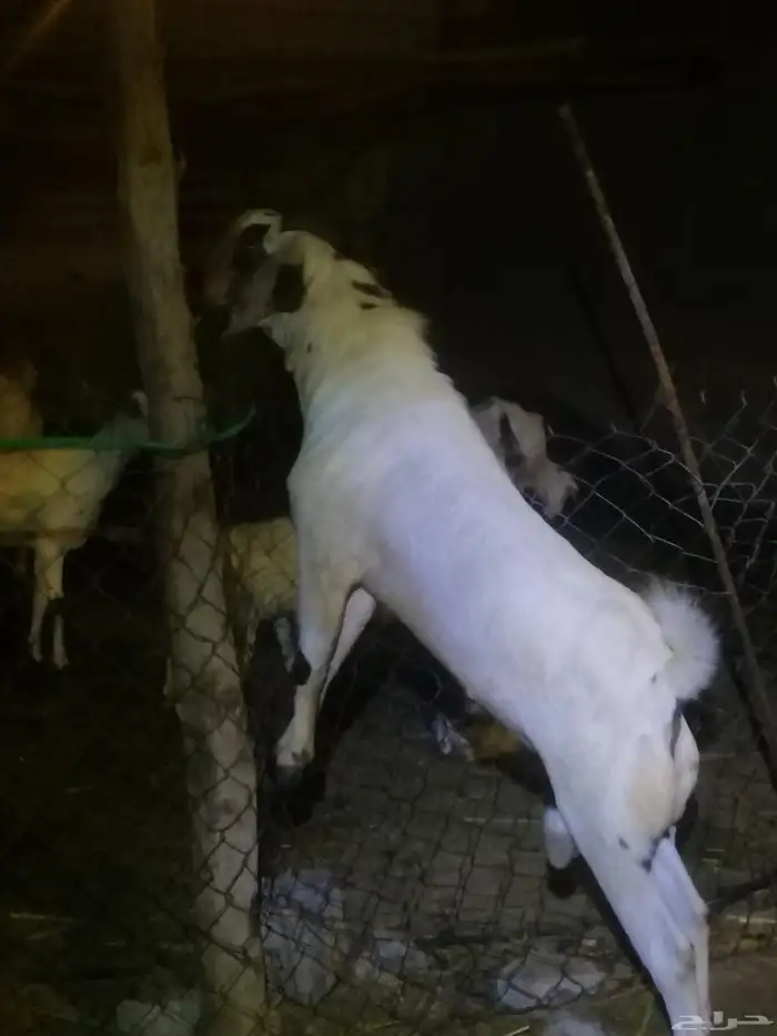 تم البيع الله يبارك لراعيه تيس بيشي فحل عمره تسعه شهور 4