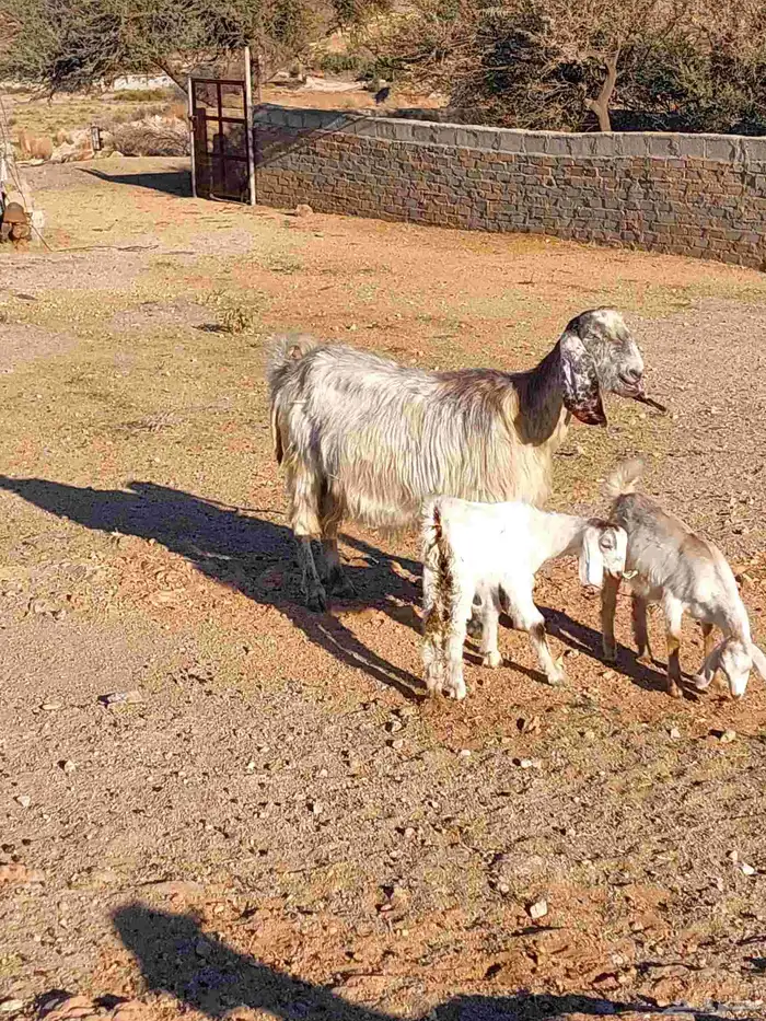 عنز فاخره تحتها 2 3