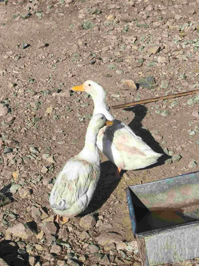 بط بكيني للبيع 1