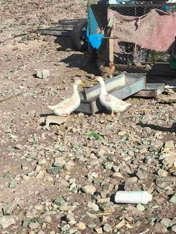 بط بكيني للبيع 0