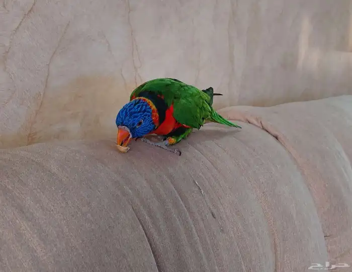 ببغاء اللوري اليف وهدد للبيع. 2