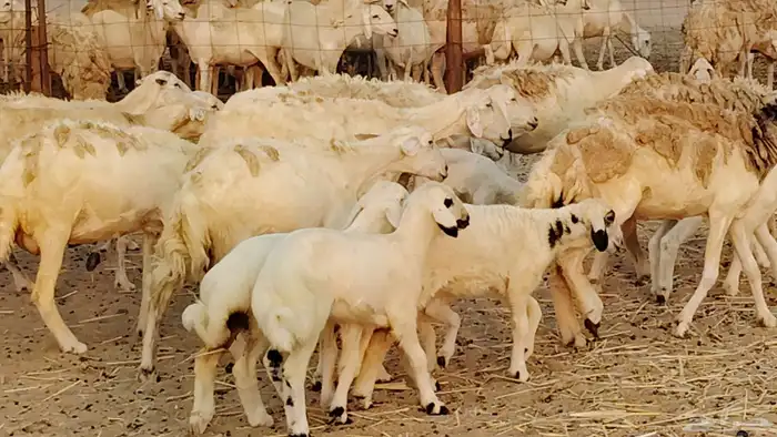 ضان خلفات طيبه 20 بالفحل تحتها 19 7