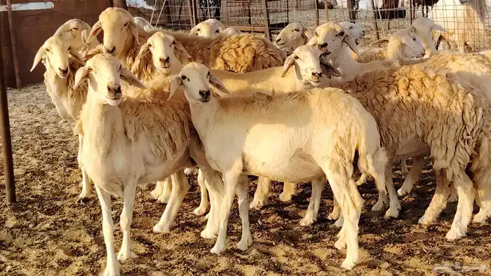 غنم حريه حرش صغار سن 17 بالفحل 4