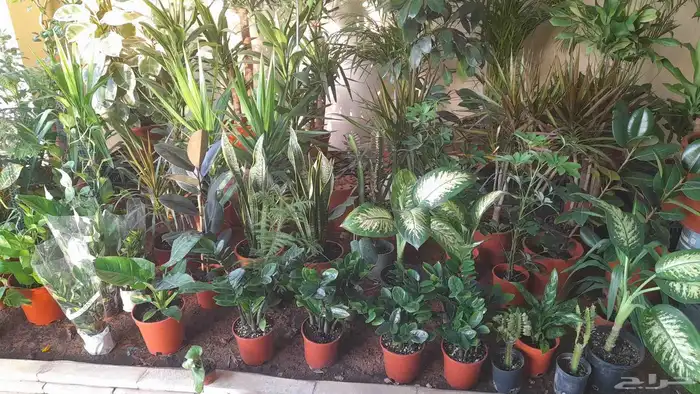 منسق حدائق وتركيب جميع شبكات الري العادي والاتمتك والدكور 9