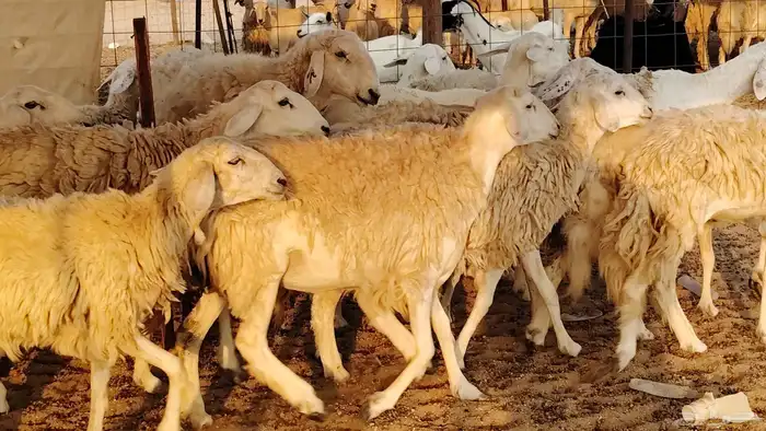 غنم حريه حرش صغار سن 17 بالفحل 1