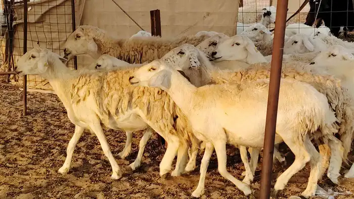 غنم حريه حرش صغار سن 17 بالفحل 15