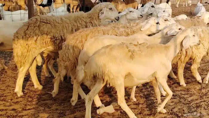 غنم حريه حرش صغار سن 17 بالفحل 0