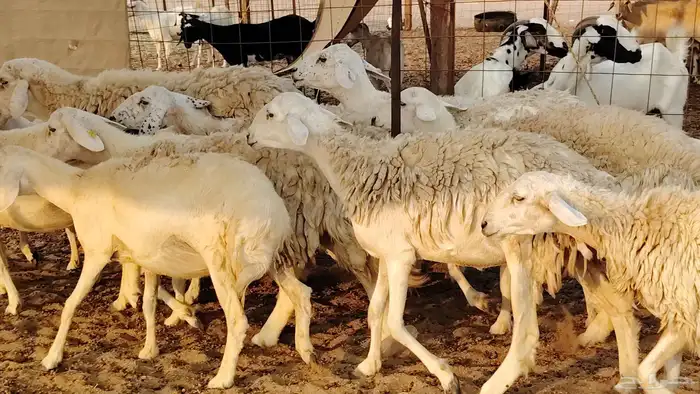 غنم حريه حرش صغار سن 17 بالفحل 27