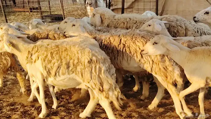 غنم حريه حرش صغار سن 17 بالفحل 25
