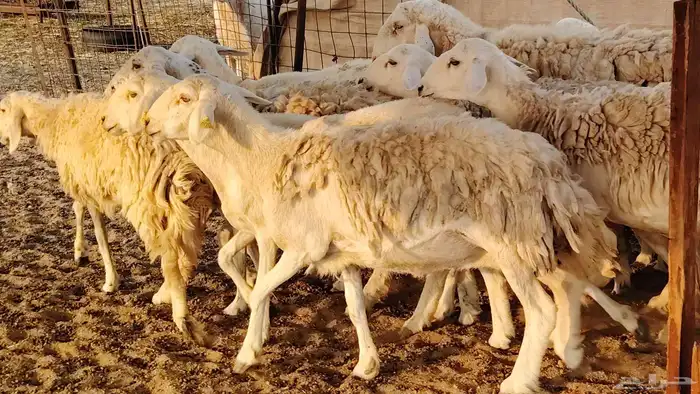 غنم حريه حرش صغار سن 17 بالفحل 23