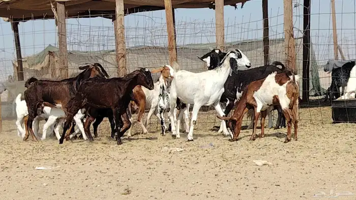 معزه خلفات للبيع العدد 7 تحتها 7 6