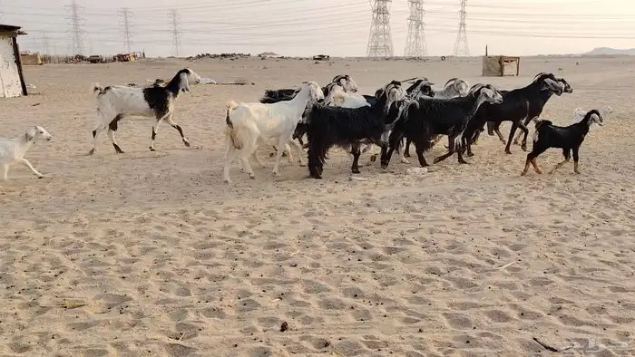 عروض معزة خلفات 3