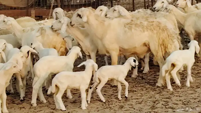 ضان خلفات طيبه 20 بالفحل تحتها 19 1