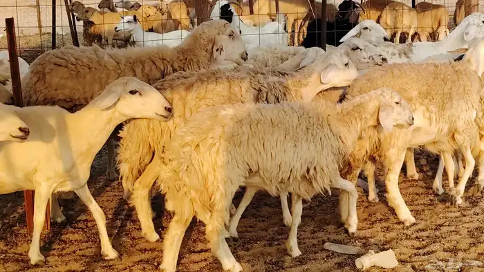 غنم حريه حرش صغار سن 17 بالفحل 6