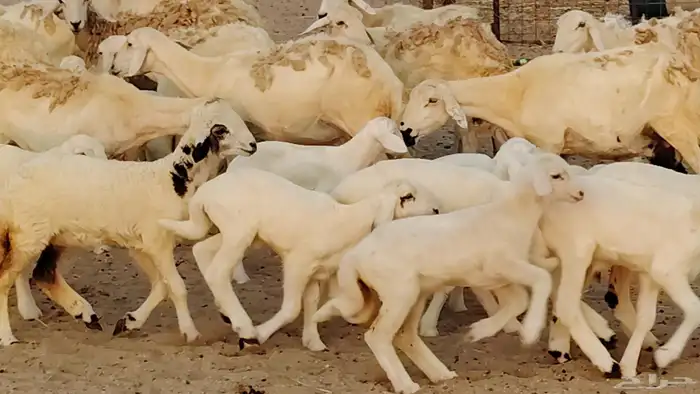 ضان خلفات طيبه 20 بالفحل تحتها 19 14