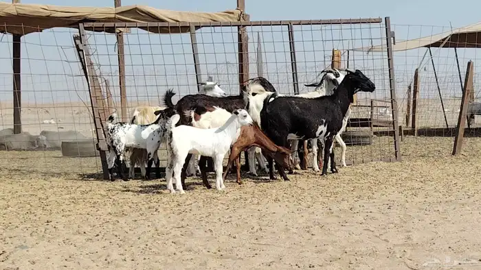 معزه خلفات للبيع العدد 7 تحتها 7 8