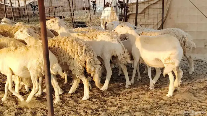غنم حريه حرش صغار سن 17 بالفحل 14