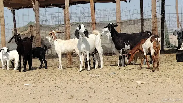 معزه خلفات للبيع العدد 7 تحتها 7 5