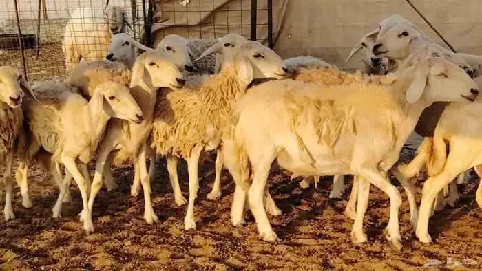 غنم حريه حرش صغار سن 17 بالفحل 28
