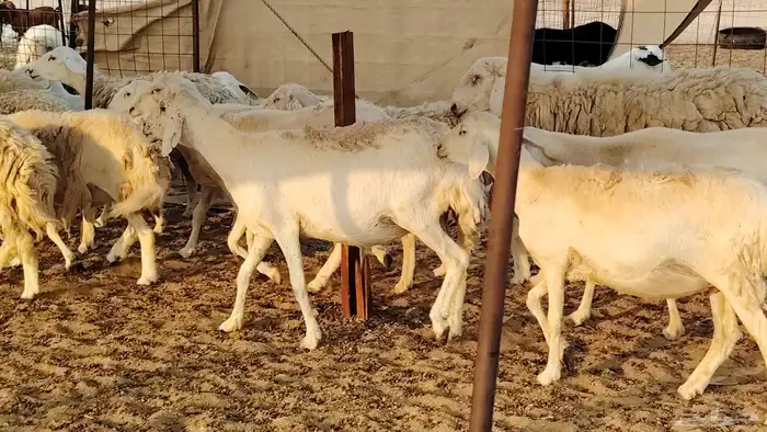 غنم حريه حرش صغار سن 17 بالفحل 29