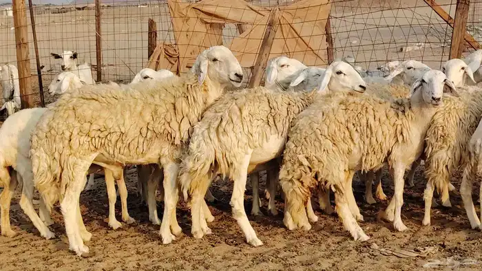 غنم حريه حرش صغار سن 17 بالفحل 5