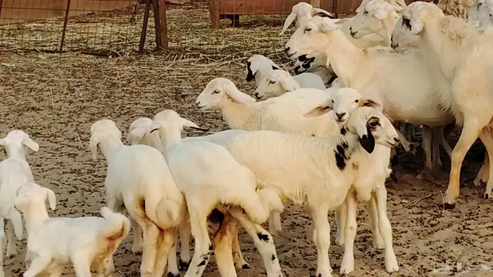 ضان خلفات طيبه 20 بالفحل تحتها 19 13