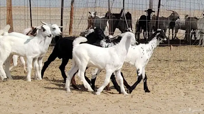 معزه خلفات للبيع العدد 7 تحتها 7 2