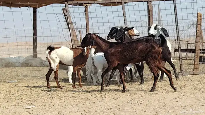 معزه خلفات للبيع العدد 7 تحتها 7 1