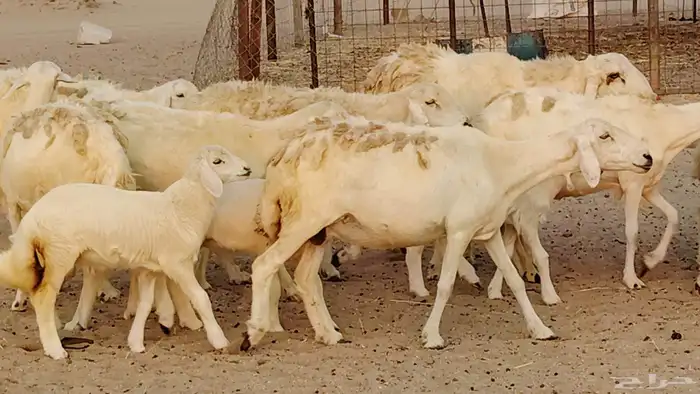 ضان خلفات طيبه 20 بالفحل تحتها 19 16