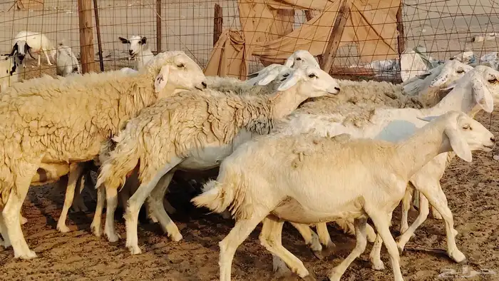 غنم حريه حرش صغار سن 17 بالفحل 11