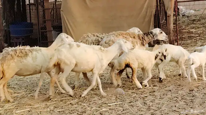 ضان خلفات طيبه 20 بالفحل تحتها 19 4