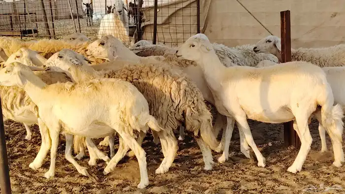غنم حريه حرش صغار سن 17 بالفحل 3