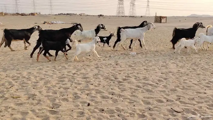 عروض معزة خلفات 5