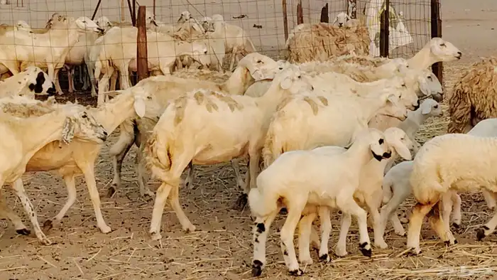 ضان خلفات طيبه 20 بالفحل تحتها 19 5