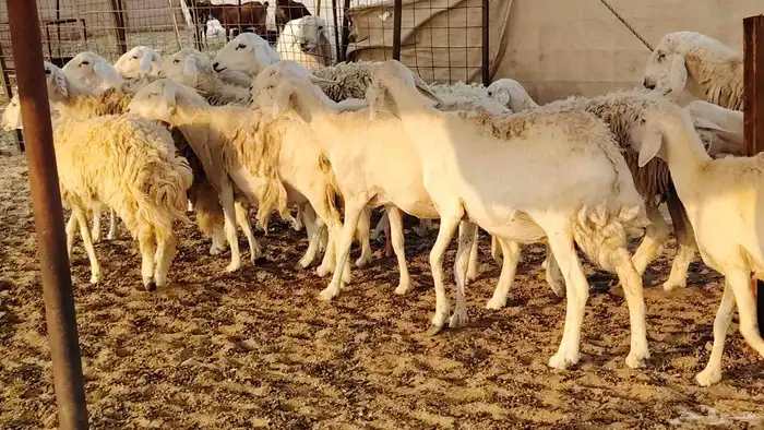 غنم حريه حرش صغار سن 17 بالفحل 20