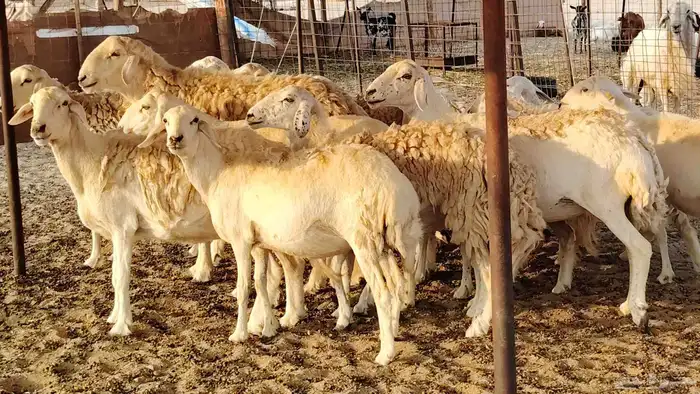 غنم حريه حرش صغار سن 17 بالفحل 13
