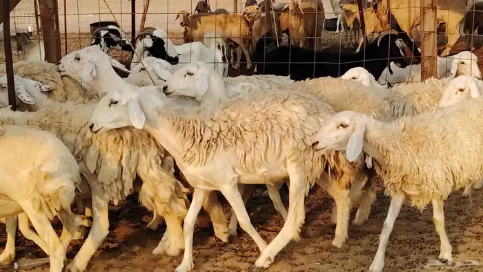 غنم حريه حرش صغار سن 17 بالفحل 21