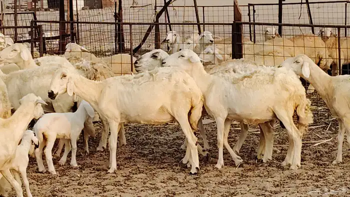 ضان خلفات طيبه 20 بالفحل تحتها 19 19